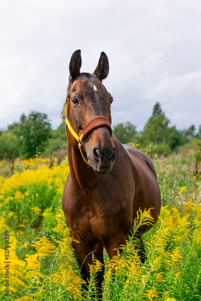 Fototapeta premium a red horse in a bridle stands and eats in the middle of a tall, yellow, flowering grass in a field