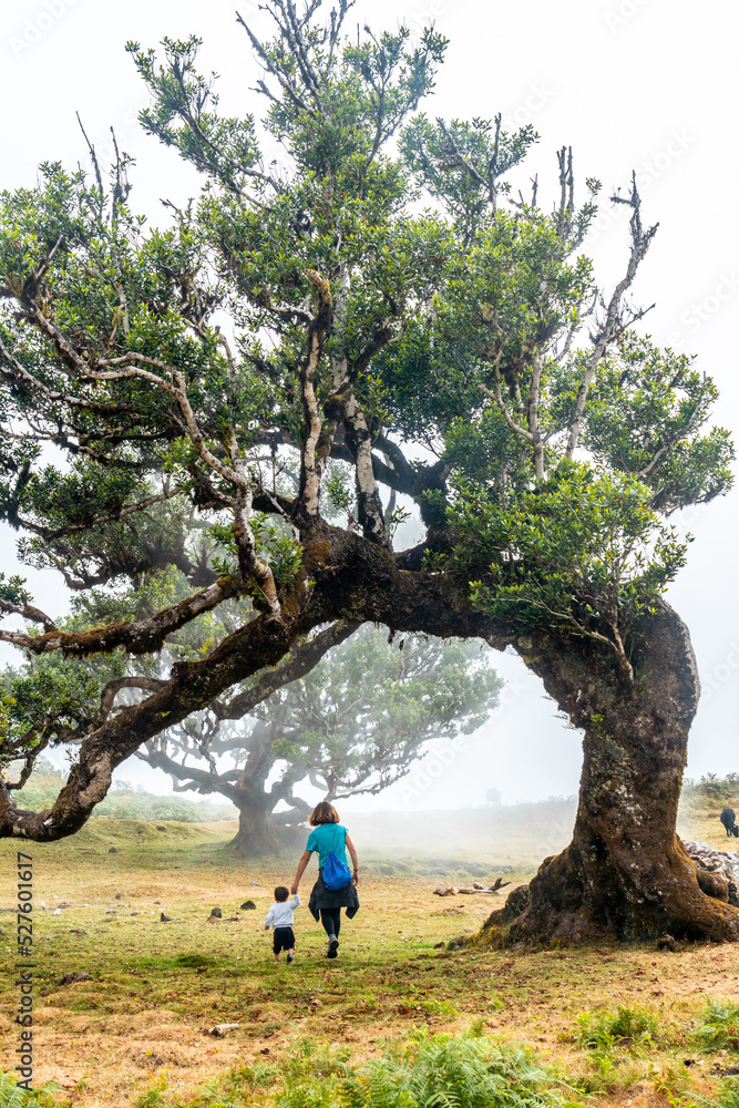 Fanal forest with fog in Madeira, mother with her baby looking at the shapes of the laurel trees Fanal forest with fog in Madeira, mother with her baby looking at the shapes of the laurel trees