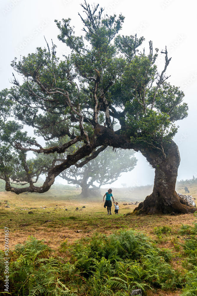 Fanal forest with fog in Madeira, mother with her baby in the shapes of the laurel trees Fanal forest with fog in Madeira, mother with her baby in the shapes of the laurel trees