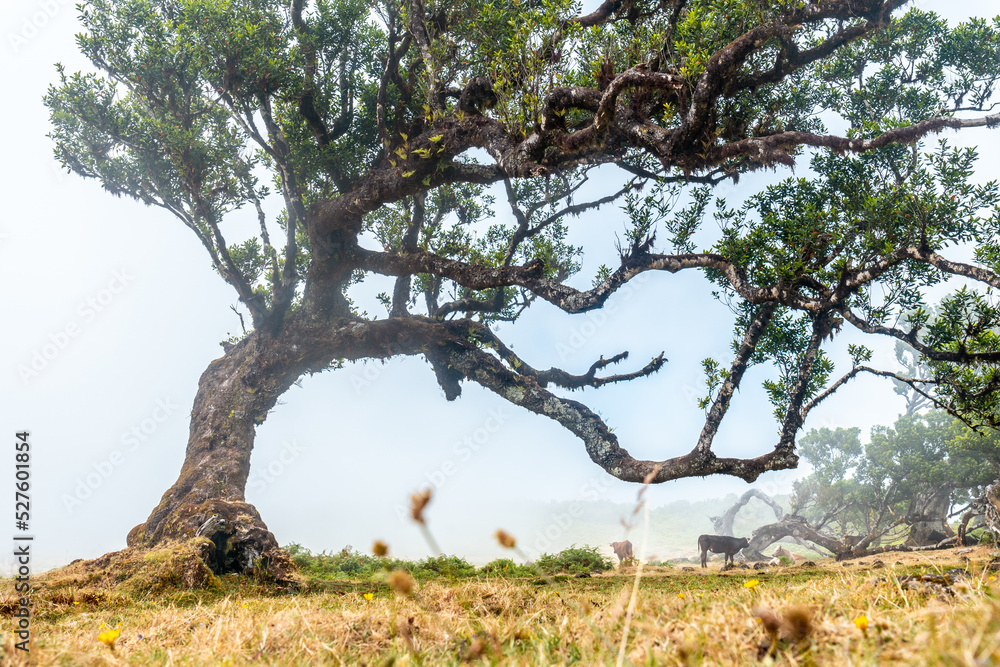 Fanal forest with fog in Madeira, laurel trees in the summer morning, mystical, mysterious Fanal forest with fog in Madeira, laurel trees in the summer morning, mystical, mysterious