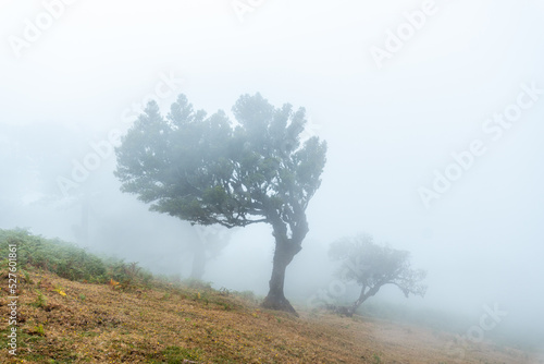 Fanal forest with fog in Madeira, laurel trees in the morning with a lot of fog, mystical, mysterious