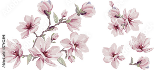 Magnolia flowers vector elements. Isolated watercolor bouquets in summer style.  Design wedding decor.