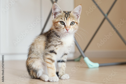 Photography Portrait of a small tricolor cat