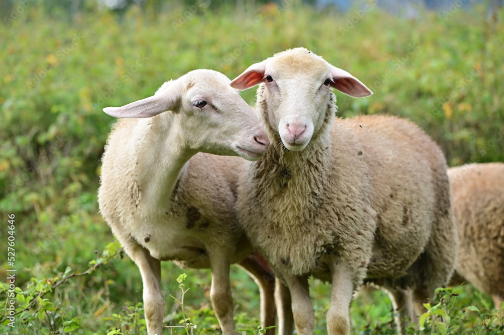 sheep and lamb, love berween two animals
