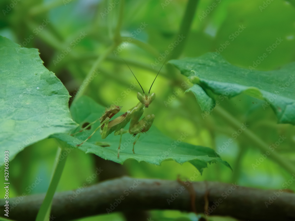 Mantis on a green leaf Mantis on a green leaf