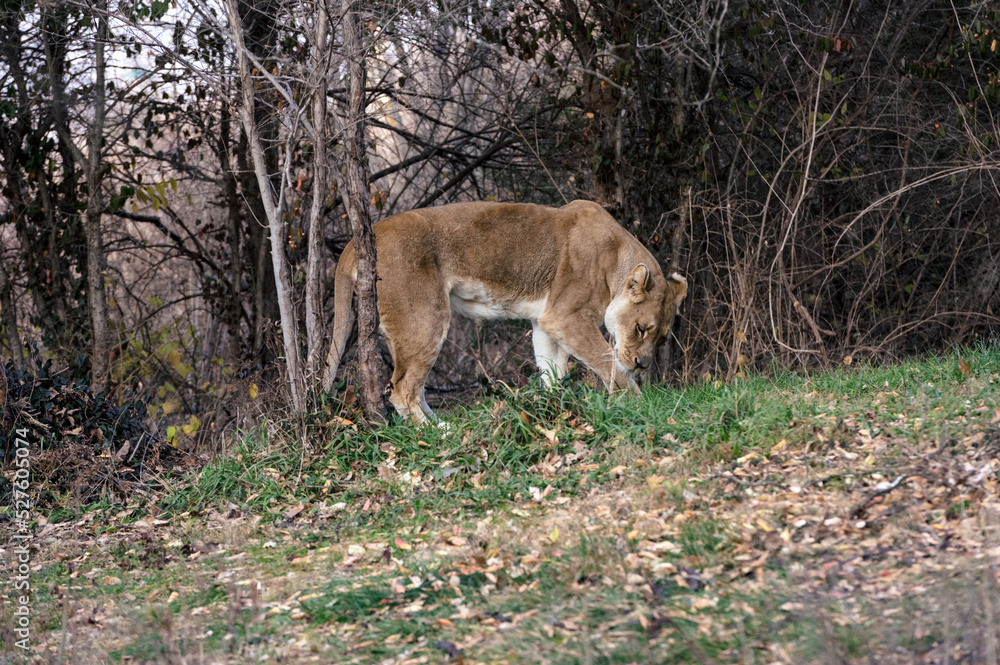 Fototapeta premium African Lions in grass