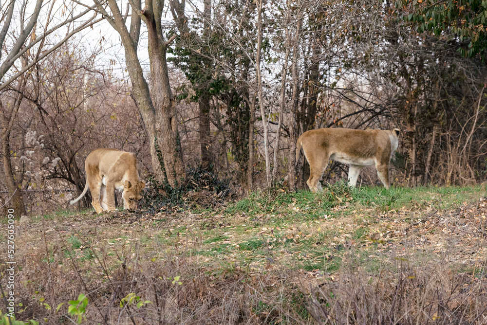 African Lions in grass