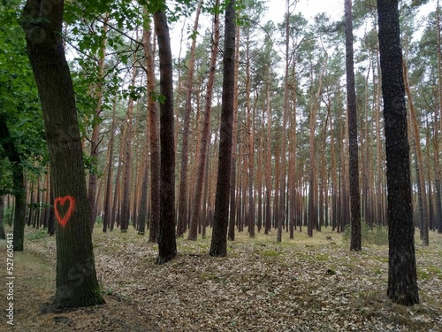 Waldliebe photo