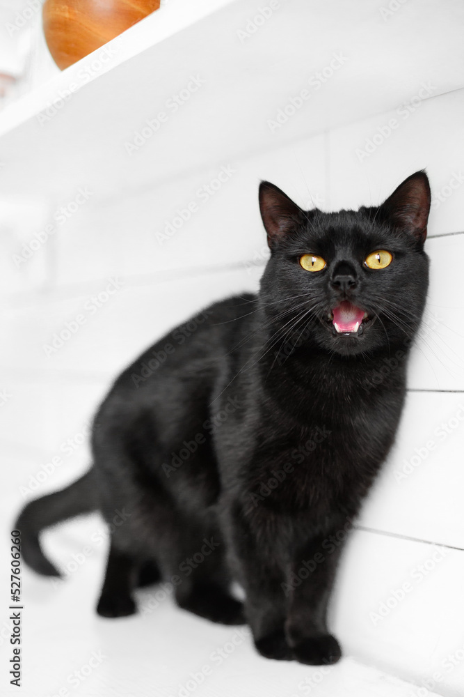 black young funny cat in white interior kitchen