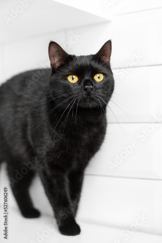 black young funny cat in white interior kitchen