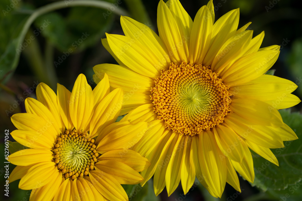 The blossoms of two yellow sunflowers glow yellow against a green background. You can see the petals and the pollen.