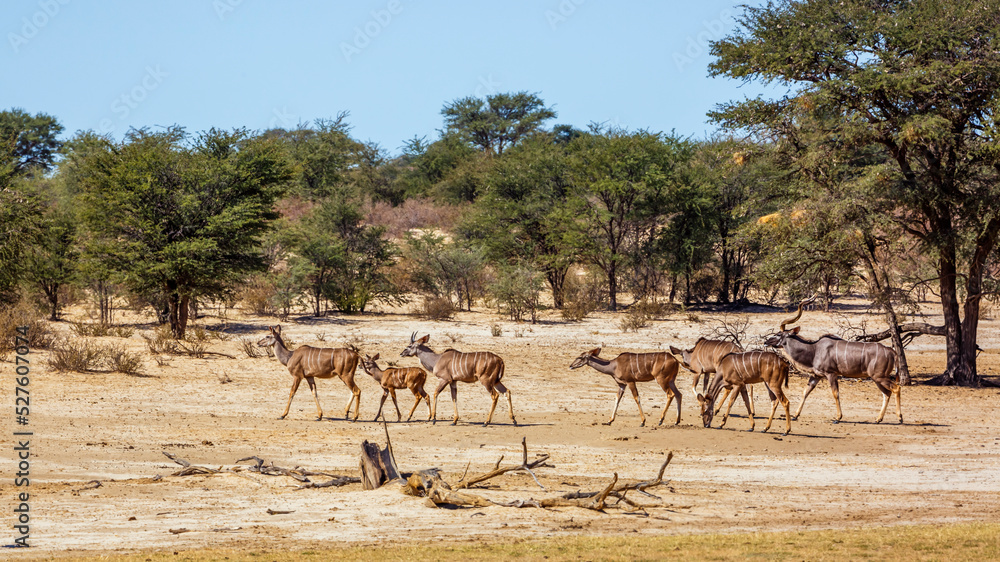 Small group of Greater kudu in dry land in Kglagadi transfrontier park, South Africa ; Specie Tragelaphus strepsiceros family of Bovidae