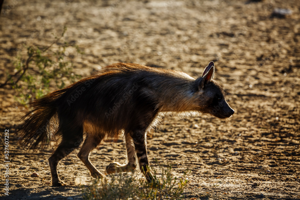 Obraz premium brown hyena walking in dry land in Kgalagadi transfrontier park, South Africa; specie Parahyaena brunnea family of Hyaenidae