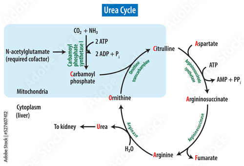 structure of urea cycle or ornithine cycle
