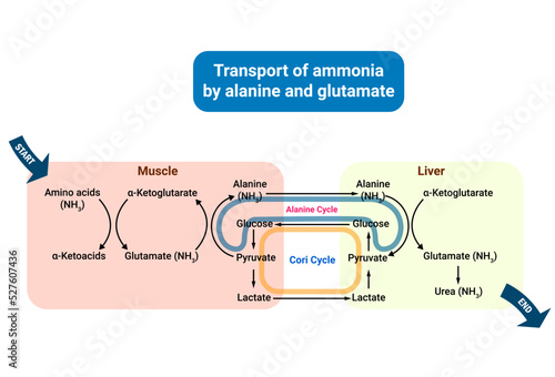 Transport of ammonia by alanine and glutamate
