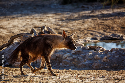 Brown hyena walking at waterhole in Kgalagadi transfrontier park, South Africa; specie Parahyaena brunnea family of Hyaenidae photo