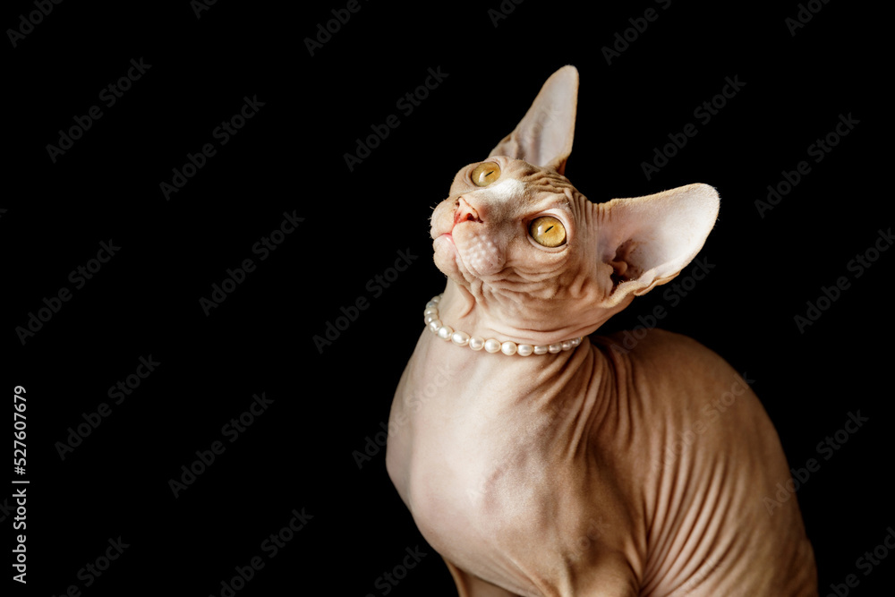 cat breed Canadian Sphynx in pearl beads on a black background