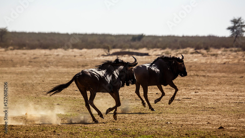 Two Blue wildebeest running out in dry land in Kgalagadi transfrontier park  South Africa   Specie Connochaetes taurinus family of Bovidae