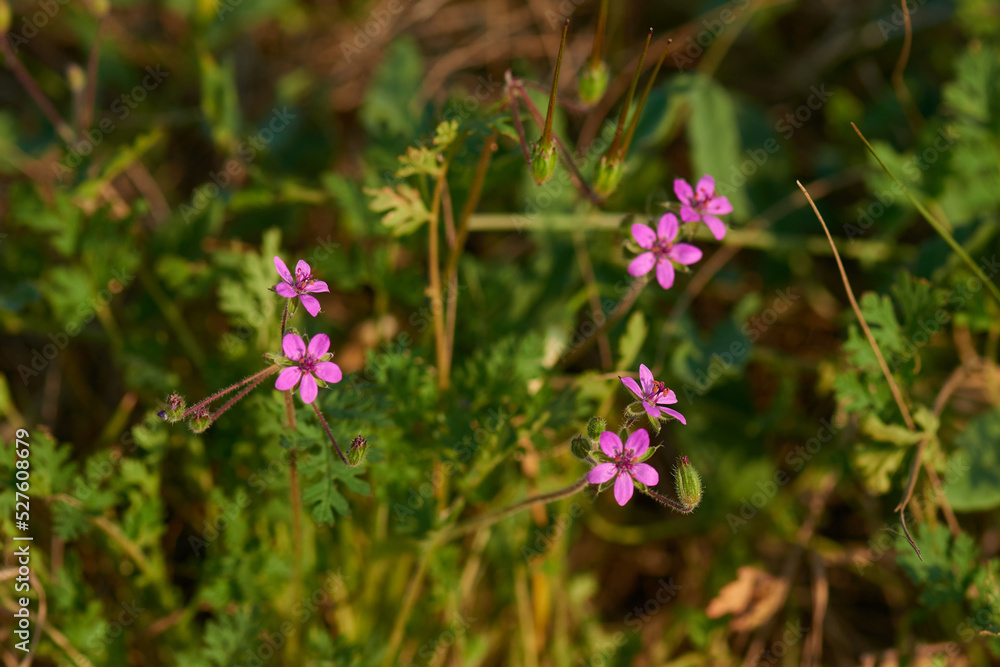 Gewöhnlicher Reiherschnabel (Erodium cicutarium) Gewöhnlicher Reiherschnabel (Erodium cicutarium)