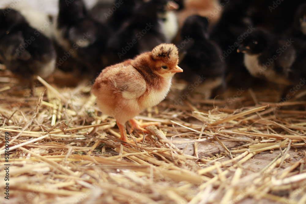 A small orange chick, among others from the brood. Selective focus photography. Little fluffy bird. Baby chicken A small orange chick, among others from the brood. Selective focus photography. Little fluffy bird. Baby chicken
