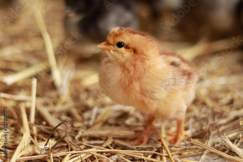 A small orange chick, among others from the brood. Selective focus photography. Little fluffy bird. Baby chicken © Mariia