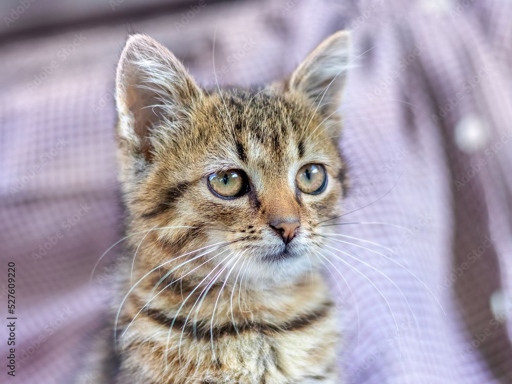 Small tabby kitten with a curious look on a blurred background