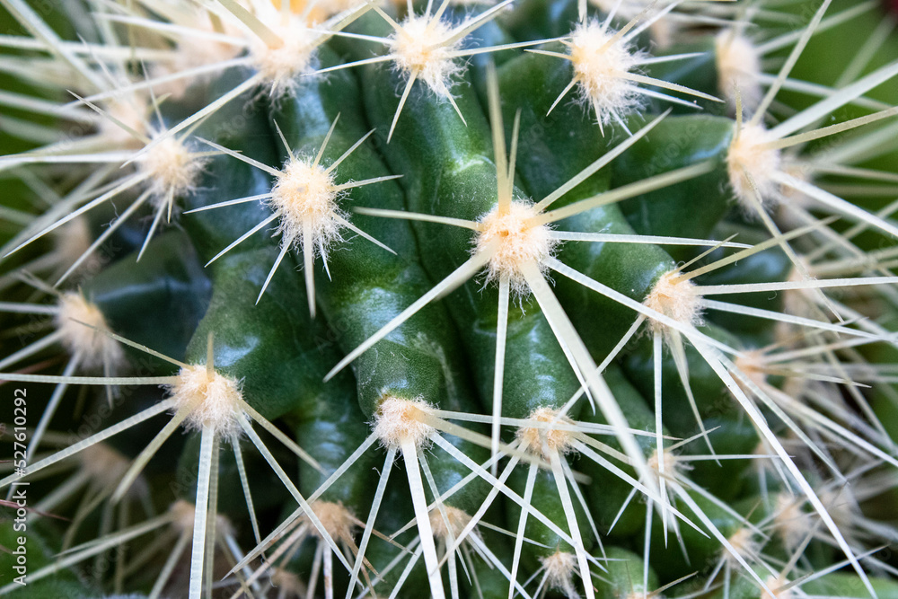 Cactus spines. Macro. large thorny plant Cactus spines. Macro. large thorny plant