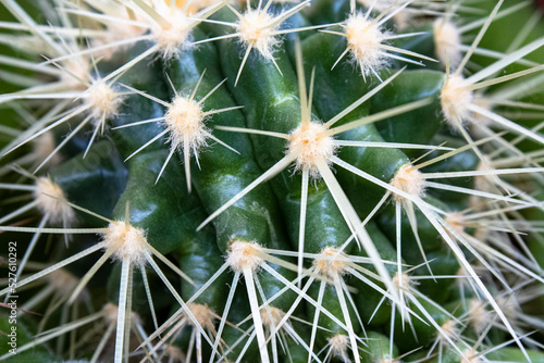 Cactus spines. Macro. large thorny plant