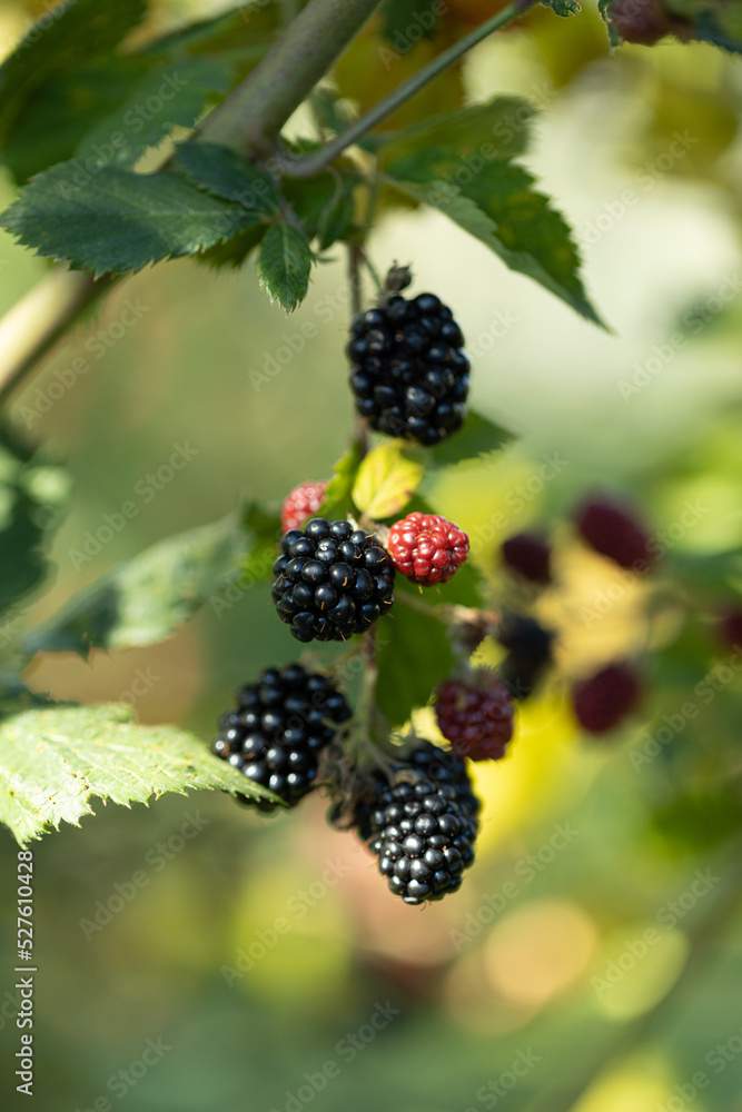 close up of ripe blackberry in a farm garden. A bunch of ripe blackberry fruits on a branch with green leaves. Beautiful natural background. close up of ripe blackberry in a farm garden. A bunch of ripe blackberry fruits on a branch with green leaves. Beautiful natural background.