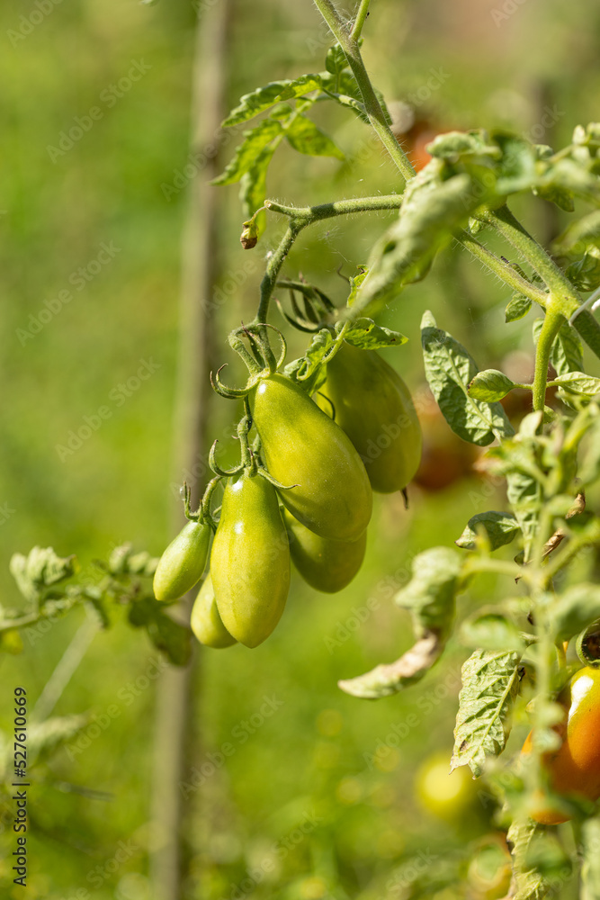 Green ripening tomatoes are hanging on a branch in the garden. Shallow depth of field copy space