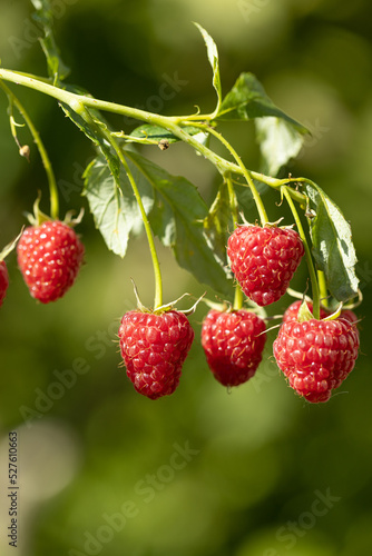 Branch of ripe raspberries in garden. Red sweet berries growing on raspberry bush in fruit garden. 