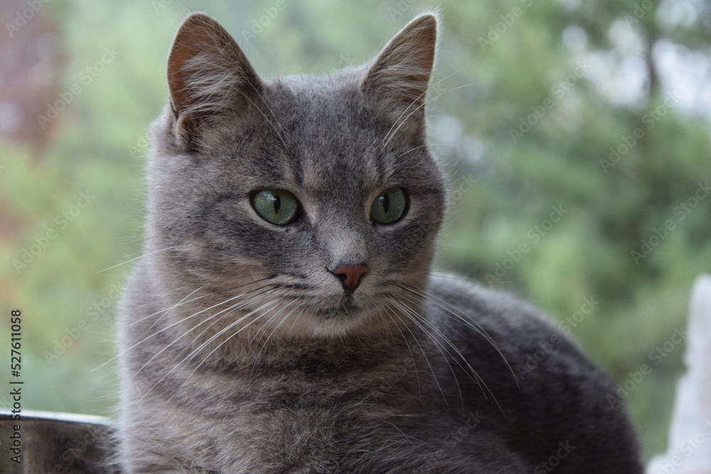Grey Cat, Green Eyes.