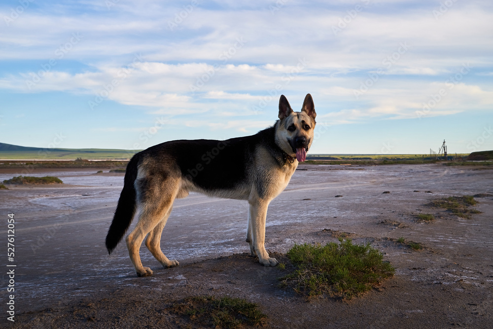 Dog German Shepherd on sand outdoors in a summer day. Russian guard dog Eastern European Shepherd in nature with yellow steppe and blue sky with clouds