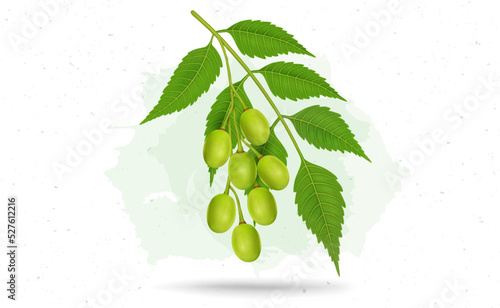 Neem Leaves with fruit vector illustration 