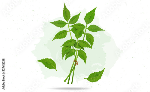 Ayurvedic Neem plant Stems and leaves vector illustration isolated on white background