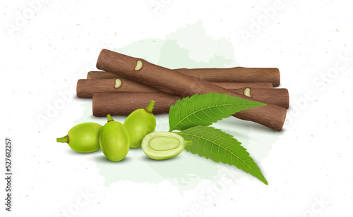 Ayurvedic Neem tree fruits with neem leaves and Neem Chew Sticks vector illustration