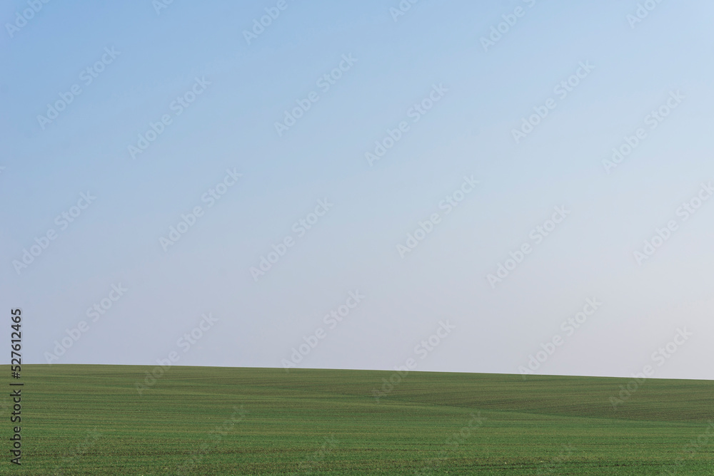 Fototapeta premium Green field with blue sky as background.