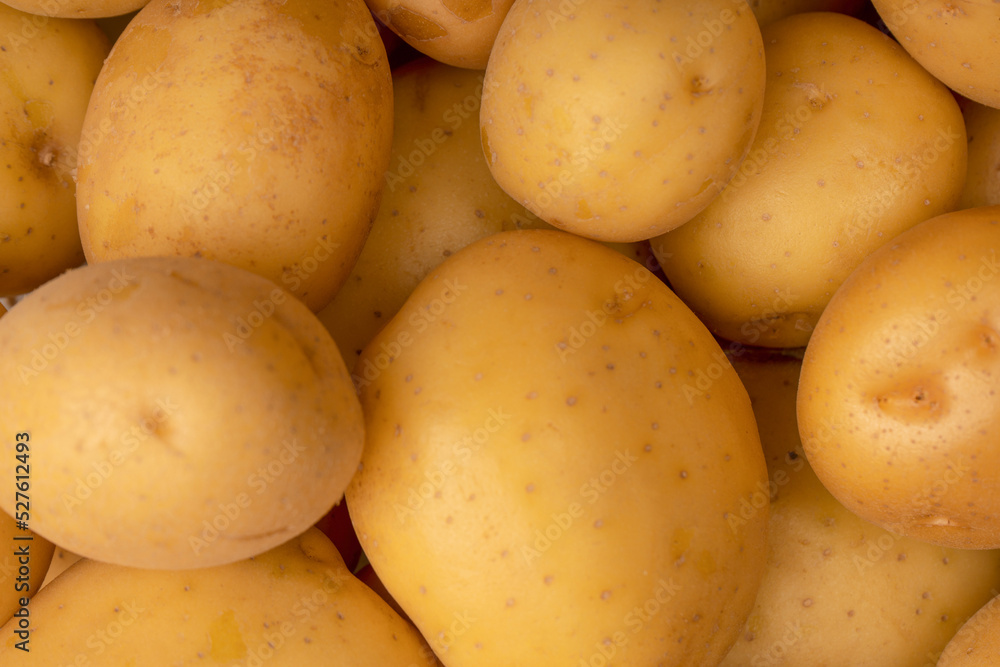 A group of fresh tasty potato as background. A group of fresh tasty potato as background.