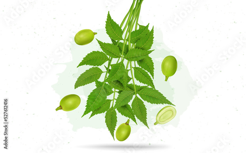 Ayurvedic Neem leaves with neem fruit vector illustration isolated on white background