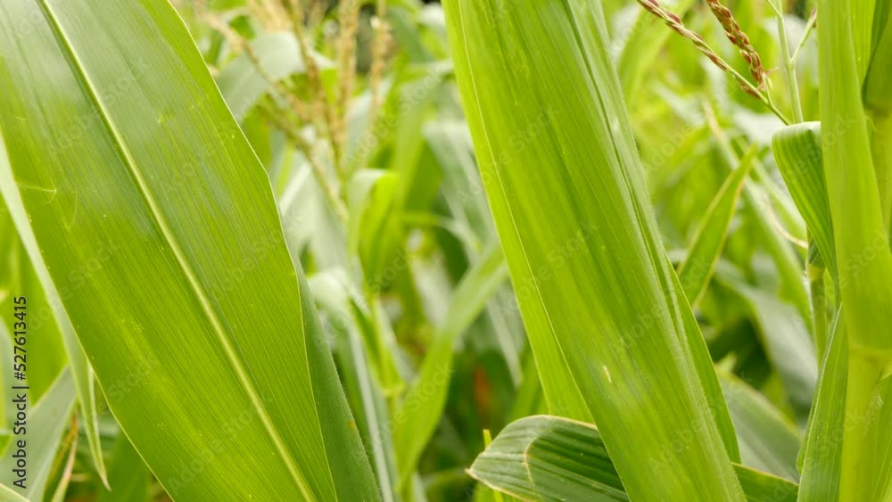 Close up corn field 4k video. Agriculture background Close up corn field 4k video. Agriculture background