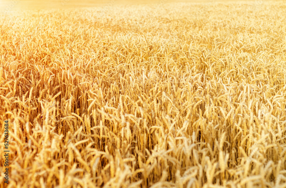 Agricultural wheat field with a differential focus. Agricultural wheat field with a differential focus.