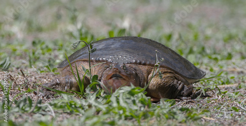 Wild Florida softshell turtle - Apalone ferox - front view of female laying eggs photo