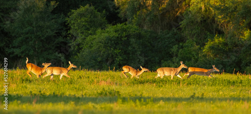 Fototapeta Naklejka Na Ścianę i Meble -  white tailed deer - Odocoileus virginianus - running through an open meadow in late evening soft lighting