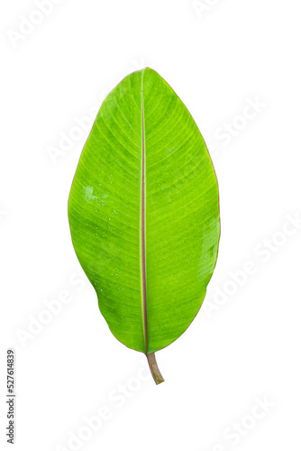 Banana leaf with drop isolated on transparent background - PNG format.