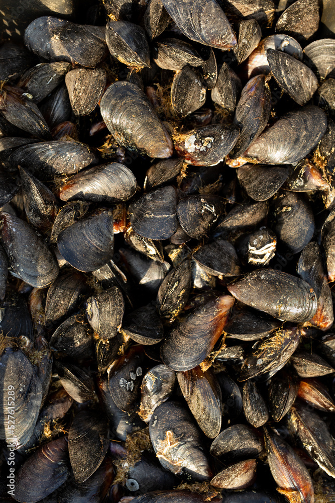 Background of mussel shells in close-up.