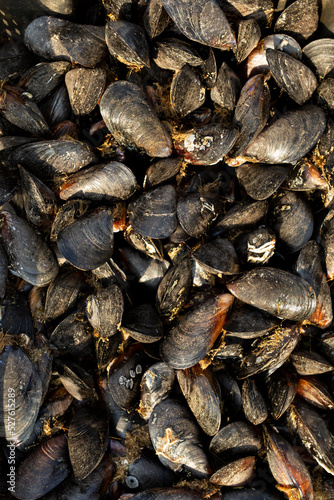 Canvas Print Background of mussel shells in close-up.