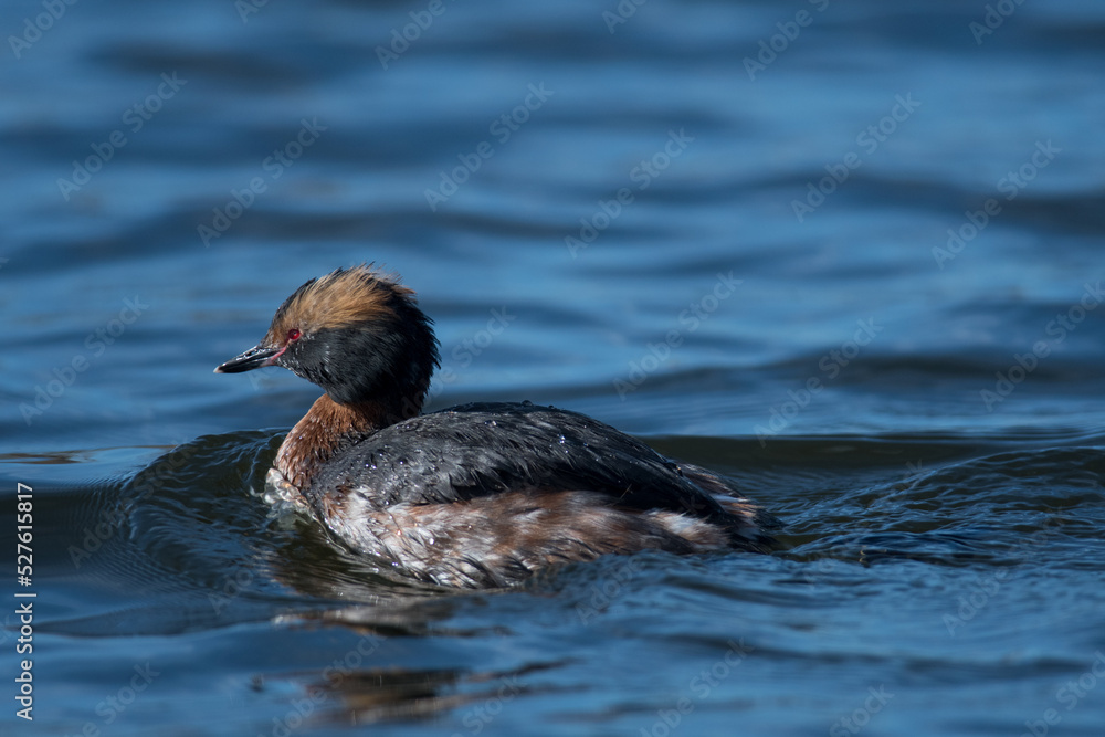 Horned Grebe close up on the water Horned Grebe close up on the water