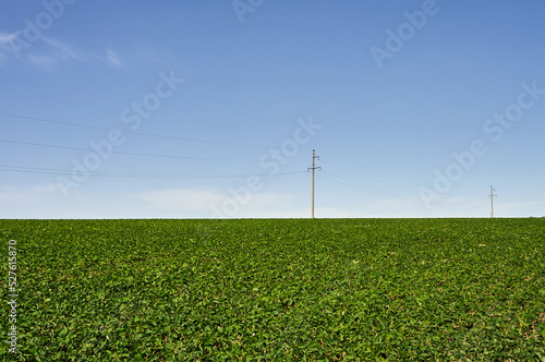 A large field of young soybeans stretches to the horizon, a blue sky with small clouds, high-voltage poles can be seen in the distance, a beautiful rural landscape