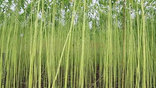  Swings in the  Wind  wave Raw jute Plantations