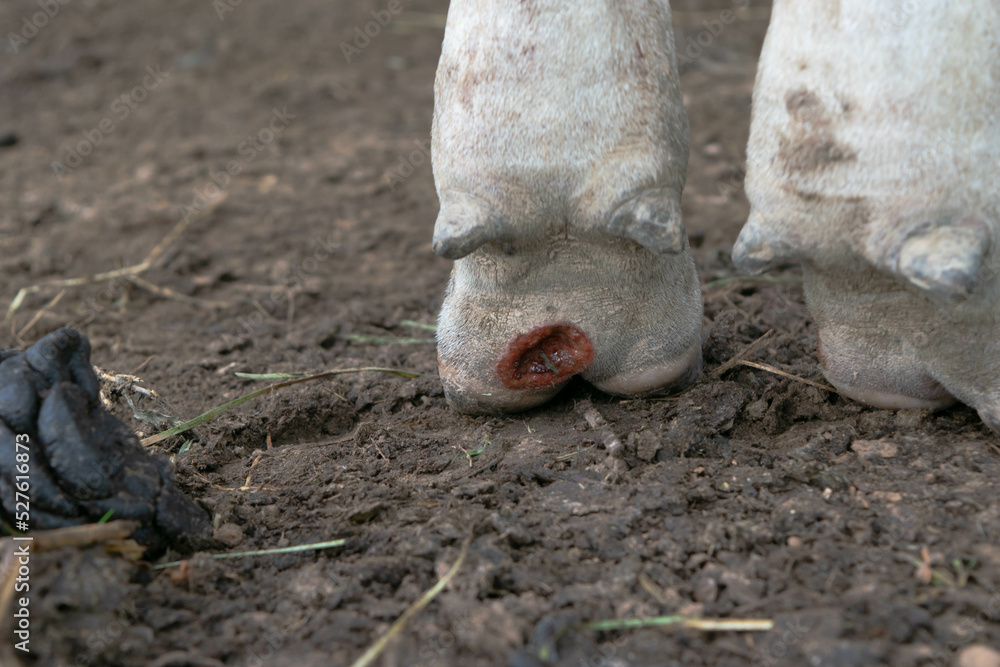 Sores, pustules, gangrene wounds on cow's feet. Stock Photo Adobe Stock